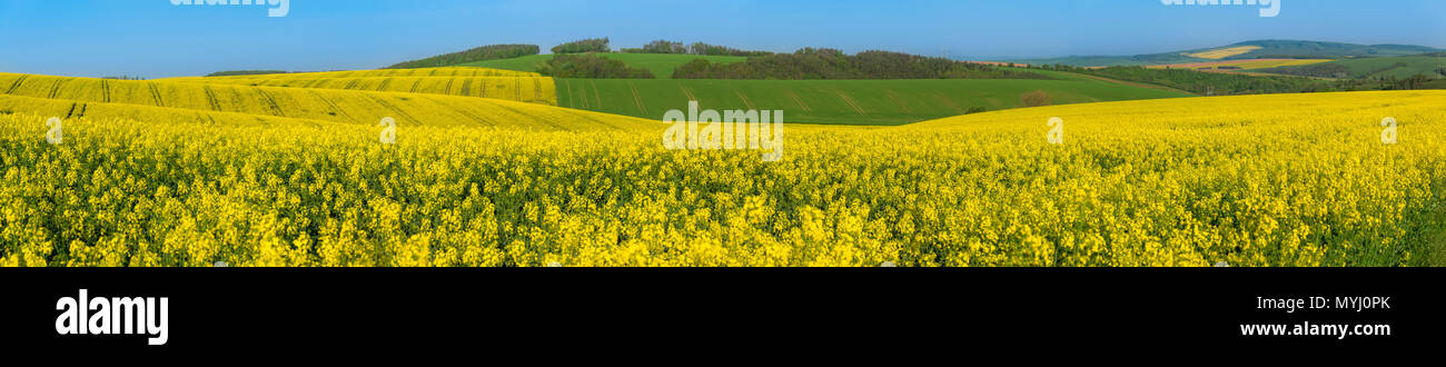Landschaft mit gelben Raps Kulturen und grüne Hügel, in der schönen Region Südmähren, Tschechien, an einem sonnigen Tag im Sommer. Stockfoto