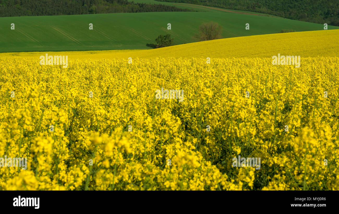 Schöne Landschaft mit, gelbe Rapsfelder und grüne Hügel, an einem sonnigen Tag des Sommers, in der Nähe von Korycany Dorf, in Südmähren, Tschechische Republik. Stockfoto