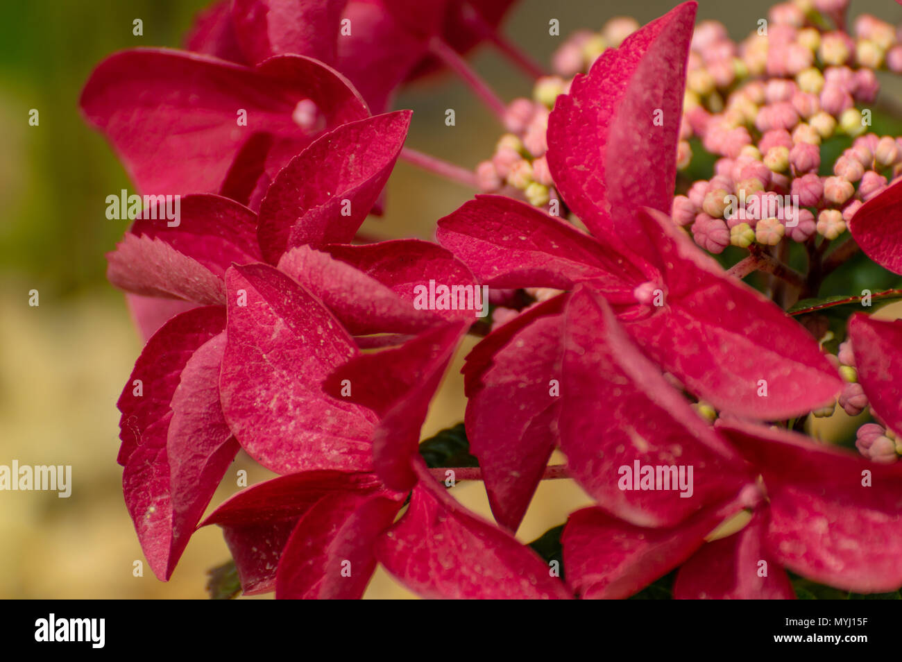Bunte rosa und rote Hortensie Knospen und Blüten, in einer natürlichen Umgebung, mit einem geringen Tiefenschärfe. Stockfoto