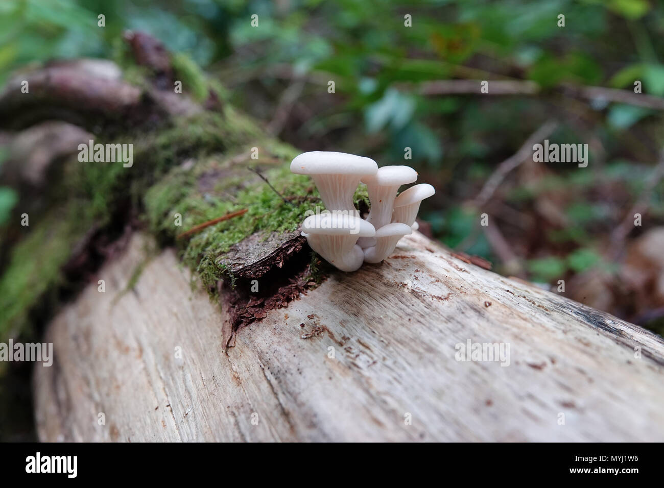 Junge Austernpilzen (Pleurotus sp.) Von einem faulen im Wald anmelden Stockfoto