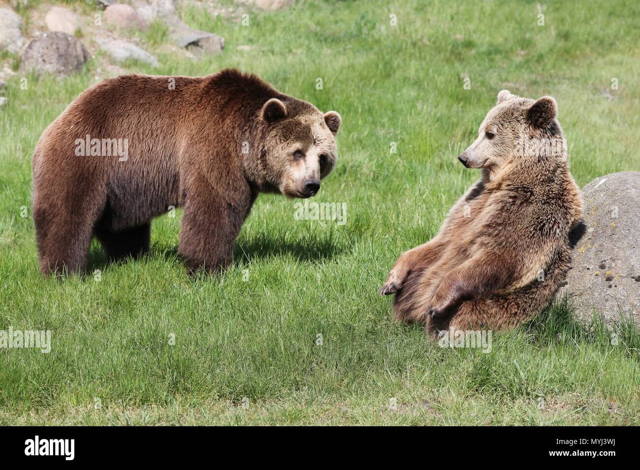 Braunbären in der Natur Stockfoto