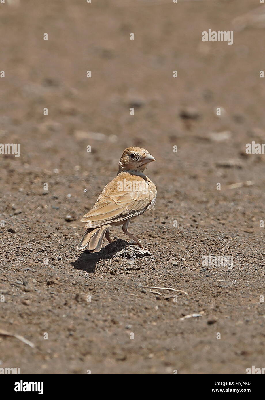 Schwarz - gekrönte Spatz - lerche (Eremopterix nigriceps Nigriceps) erwachsenen Weibchen auf sandigen Böden der Insel Santiago, Kap Verde Mar Stockfoto