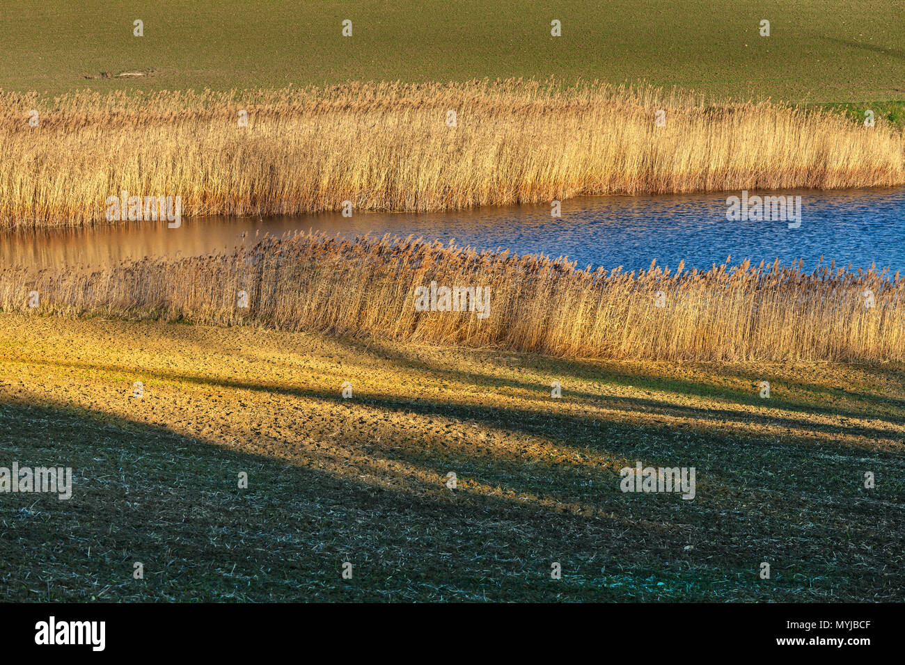 Teich von Binsen und Schilf umgeben, Abruzzen Stockfoto