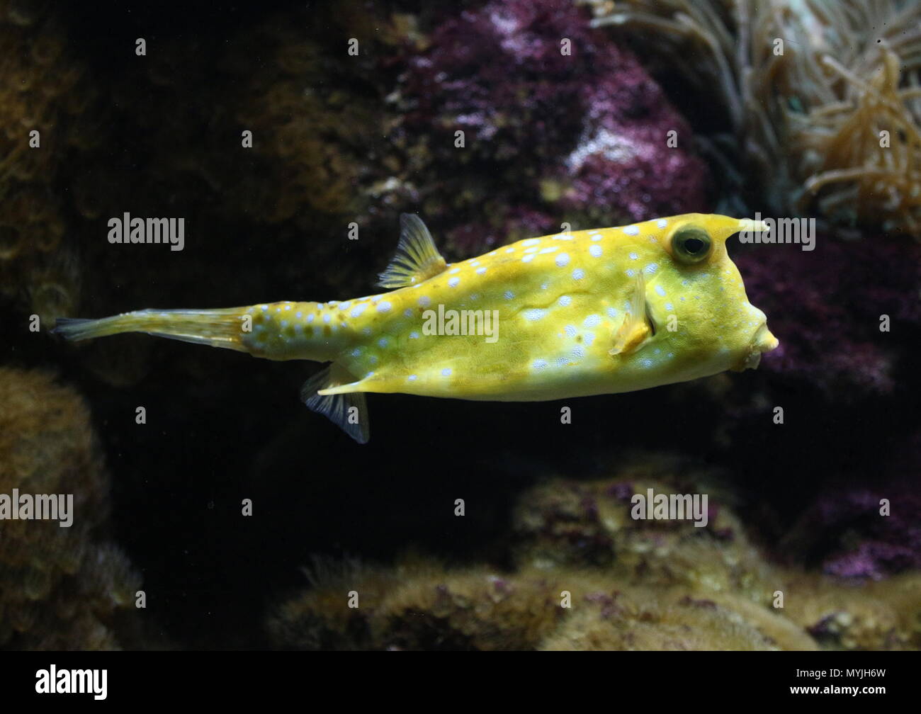 Longhorn Surfschulen (Lactoria Cornuta), ursprünglich aus dem Roten Meer und dem indischen Ozean Stockfoto