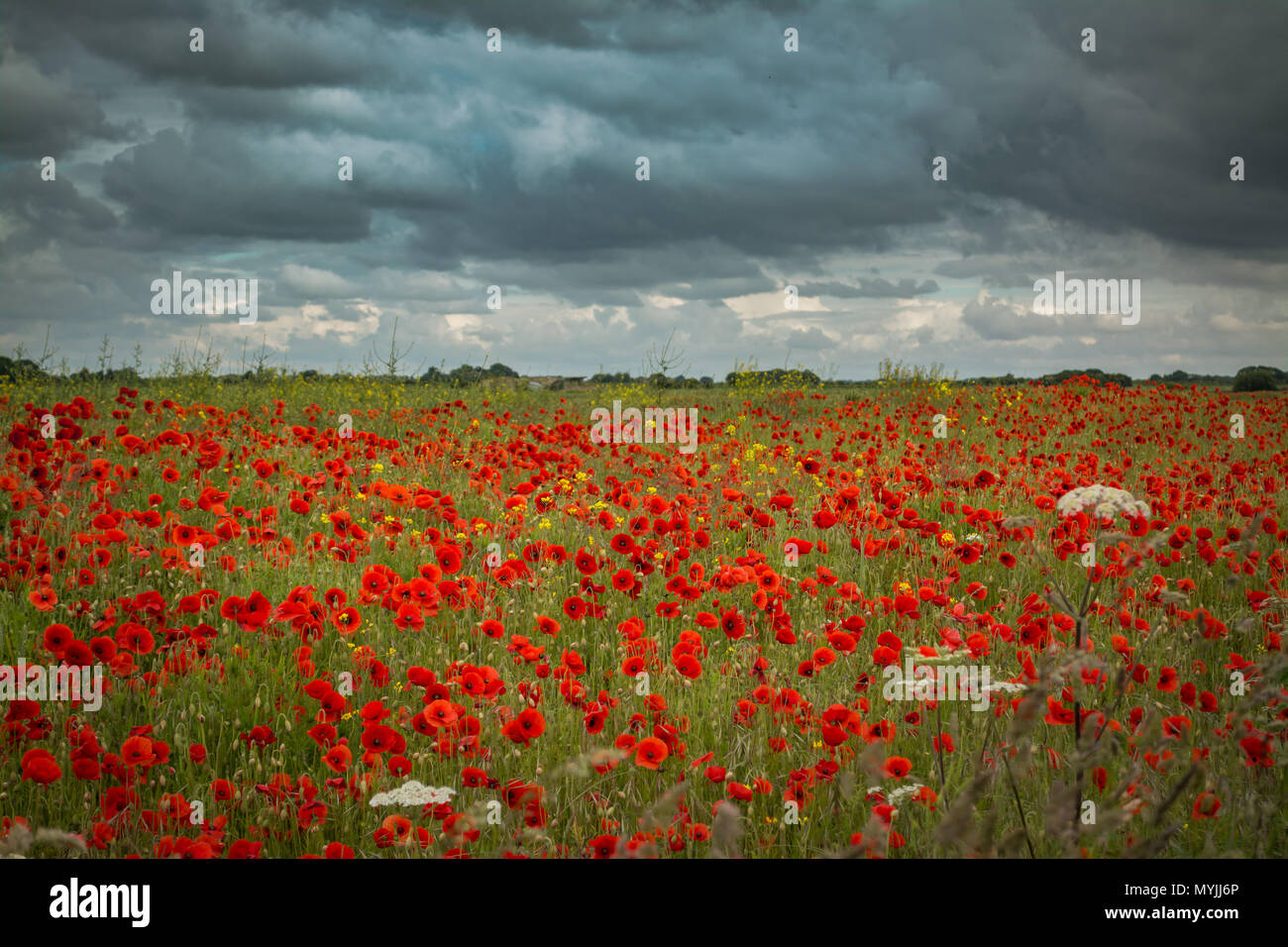 Sommer Wiese mit Mohnblumen Stockfoto