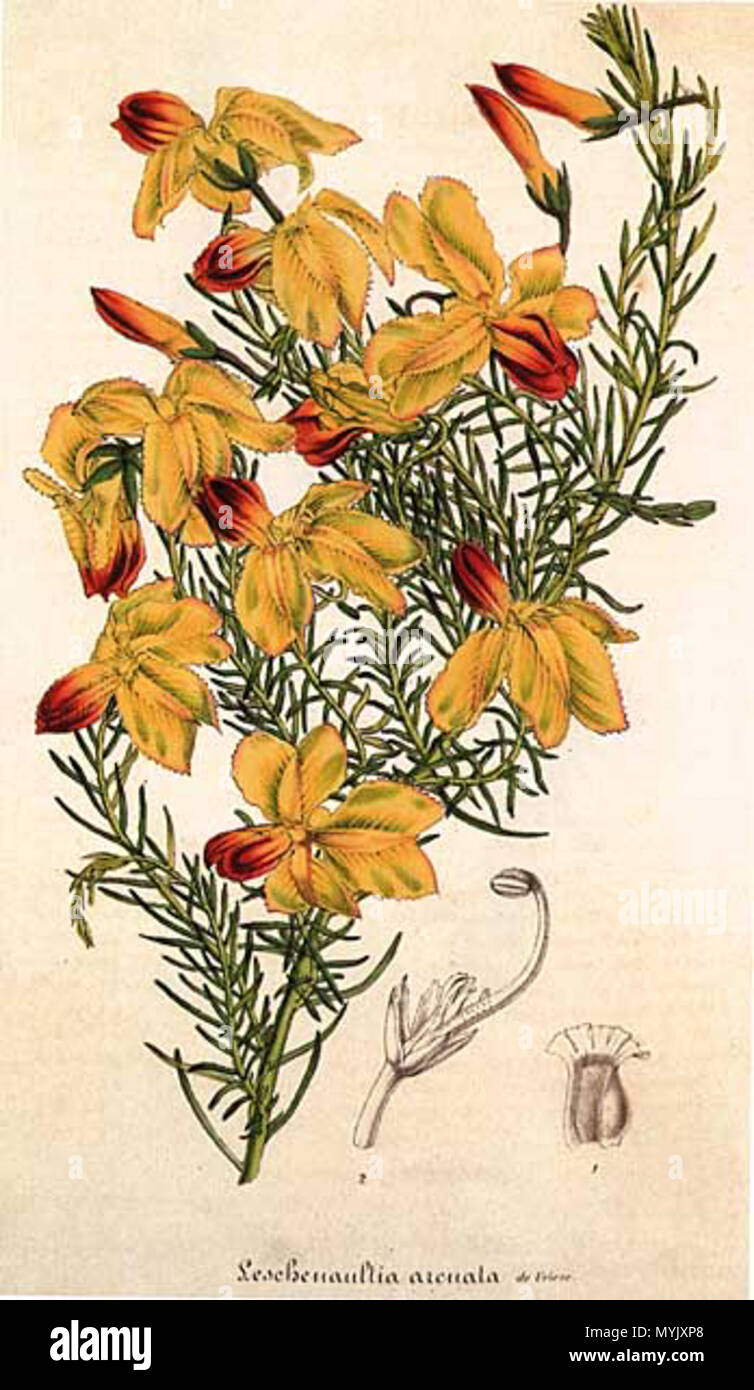 . Botanische Illustration von Lechenaultia linarioides von einem unbekannten Künstler, in 'Flore de Serres et les Jardins de l'Europe" (1845-1883) Ed: Louis B. Van Houtte veröffentlicht. Die Überschrift beschreibt das Werk als Arcuata Lechenaultia. ca. 1861. Unbekannt 317 Lechenaultia arcuata Stockfoto