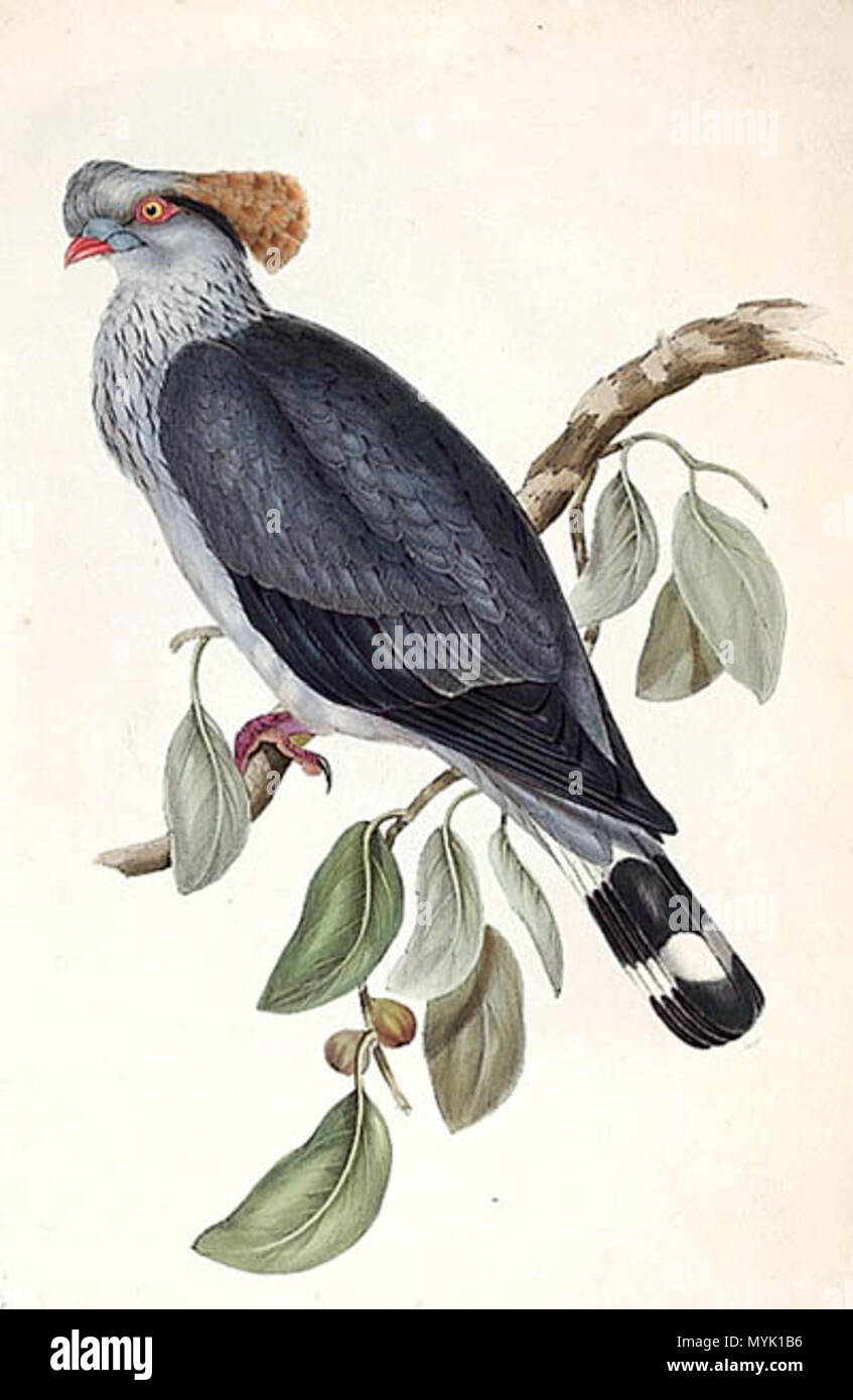 . Elizabeth Gould (1804 - 1841) Lopholaimus antarcticus G.R. Graue Platte 61 von John Gould, die Vögel von Australien Vol. V handcolorierte Lithographie, 55,3 x 38,1 cm [London: n. n., 1848]. 1848. Elizabeth Gould (1804 - 1841) 328 Lopholaimus antarcticus Lithographie Stockfoto