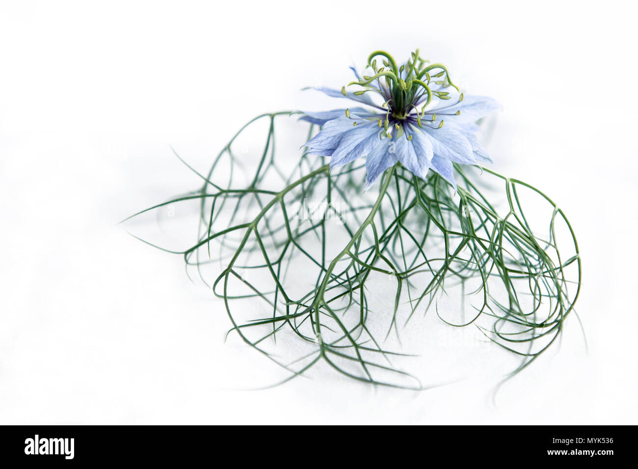 Eine zarte Nahaufnahme einer blassblauen Nigella-Blüte (auch bekannt als Liebe in einem Nebel) mit ihren komplizierten Blütenblättern und feinen grünen Blättern Stockfoto