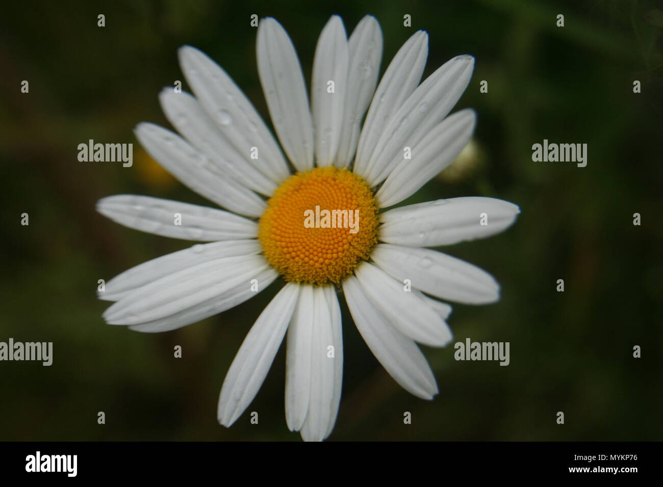 Riesige weiße Daisy Stockfoto