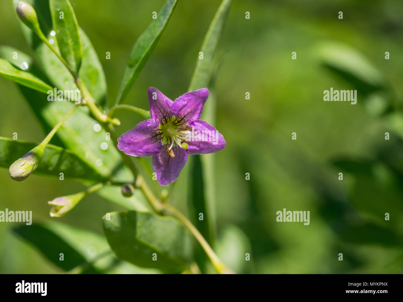 Zweig der Lycium Barbarum (chinesische Wolfsbeere, Tibetische Goji, barbary Ehe Rebe) - laubbäume Woody mehrjährige Pflanze an Blütezeit Stockfoto