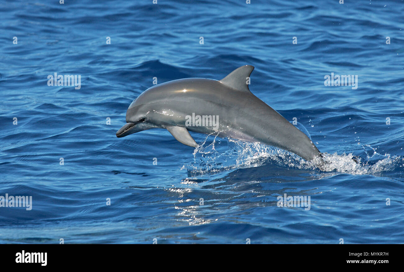 Warum springen delfine aus dem wasser