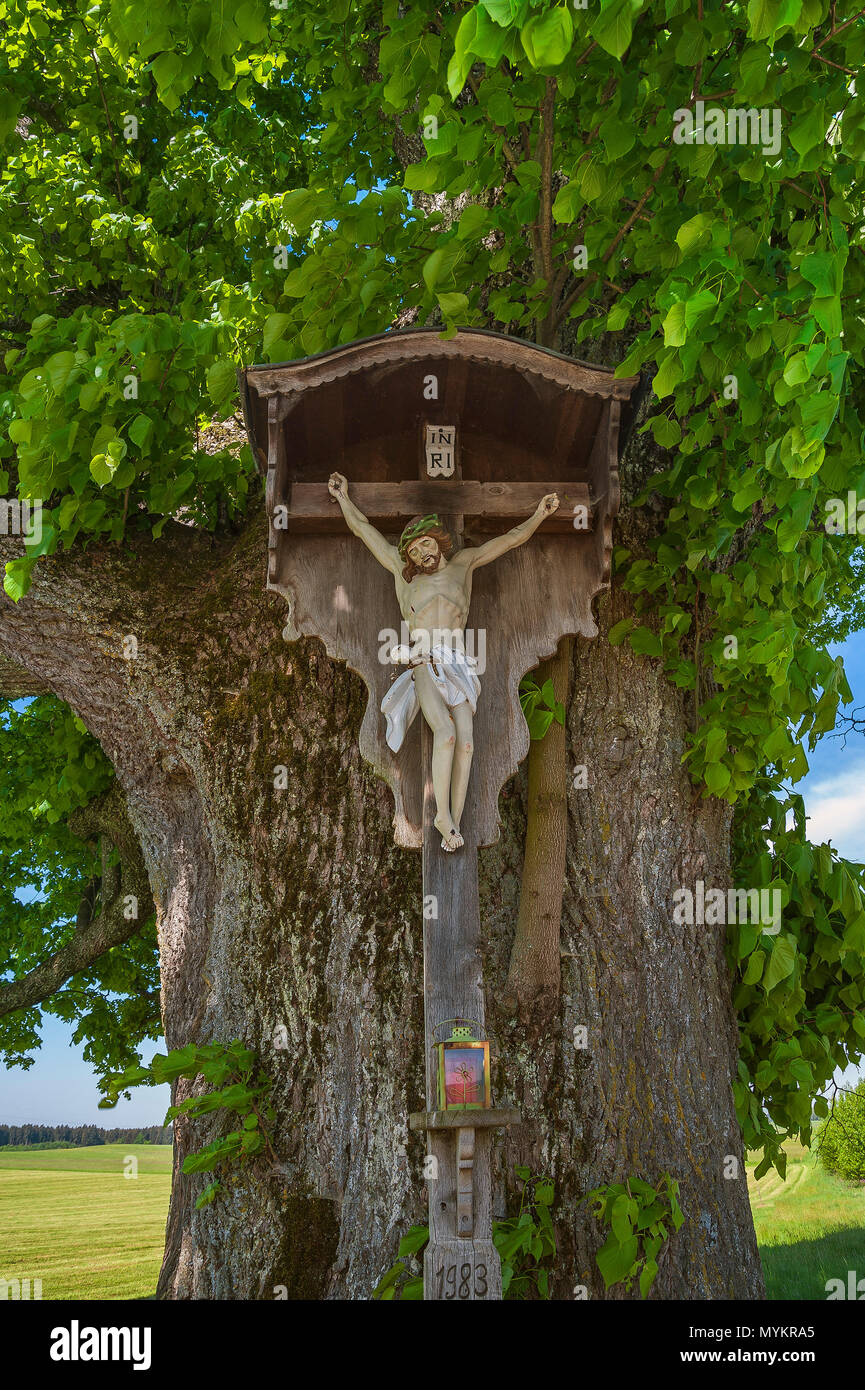 Kalvarienberg in der alten Linde (Tilia), Oberbayern, Bayern, Deutschland Stockfoto