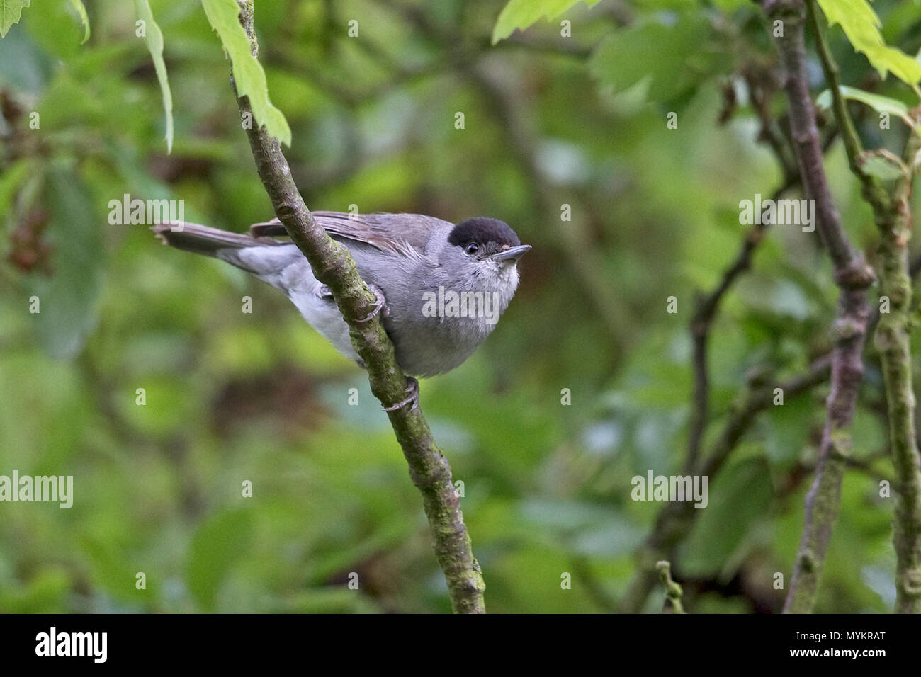 Mönchsgrasmücke (Sylvia Atricapilla) Stockfoto