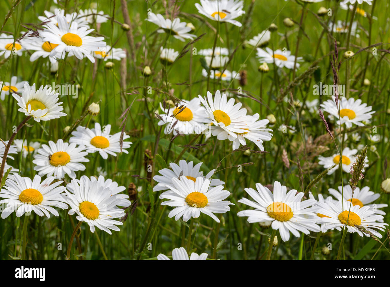 Daisy wild wachsenden Blumen im Garten Stockfoto