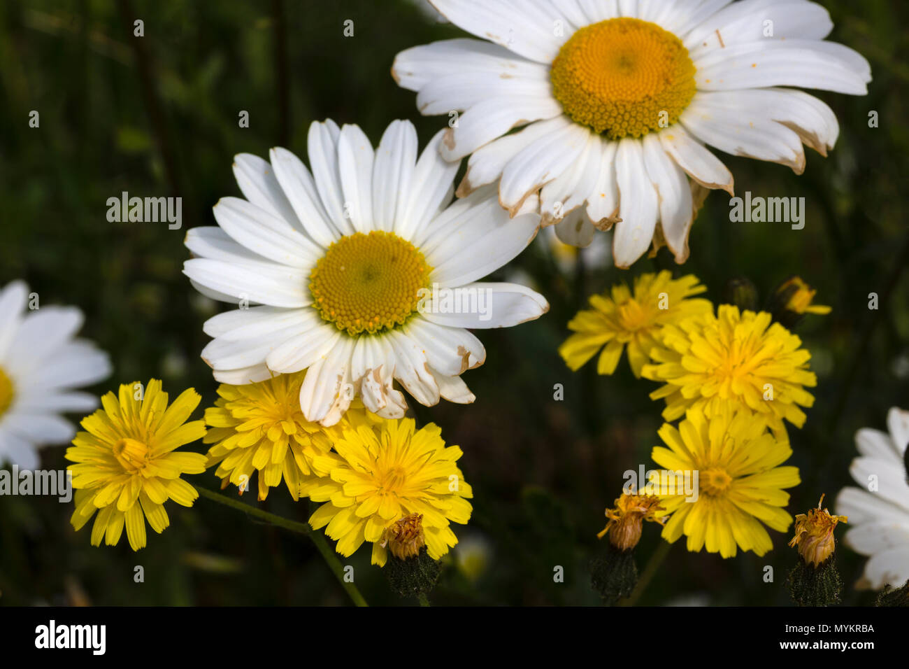 Daisy wild wachsenden Blumen im Garten Stockfoto
