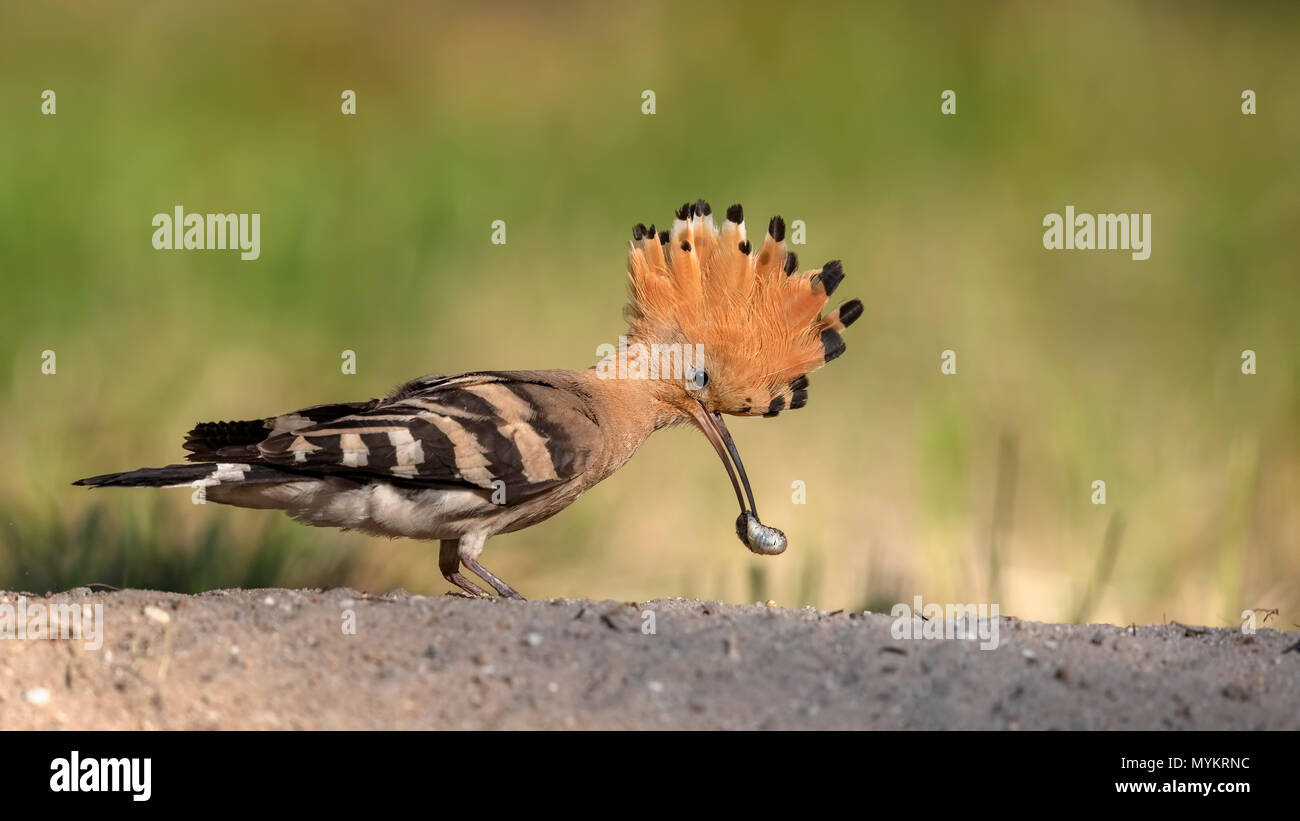 Wiedehopf (Upupa epops) auf dem Boden, Futtersuche, käfer Larven als Beute, Biosphärenreservat Mittlere Elbe, Sachsen-Anhalt, Deutschland Stockfoto