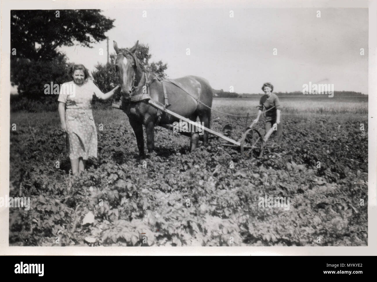 Zwei weibliche Arbeitnehmerinnen fahren ein pferdefuhrwerk Pflügen, Dänemark, ca. 1940 Stockfoto Zwei weibliche Arbeitnehmerinnen fahren ein pferdefuhrwerk Pflügen, Dänemark, ca. 1940 Stockfoto