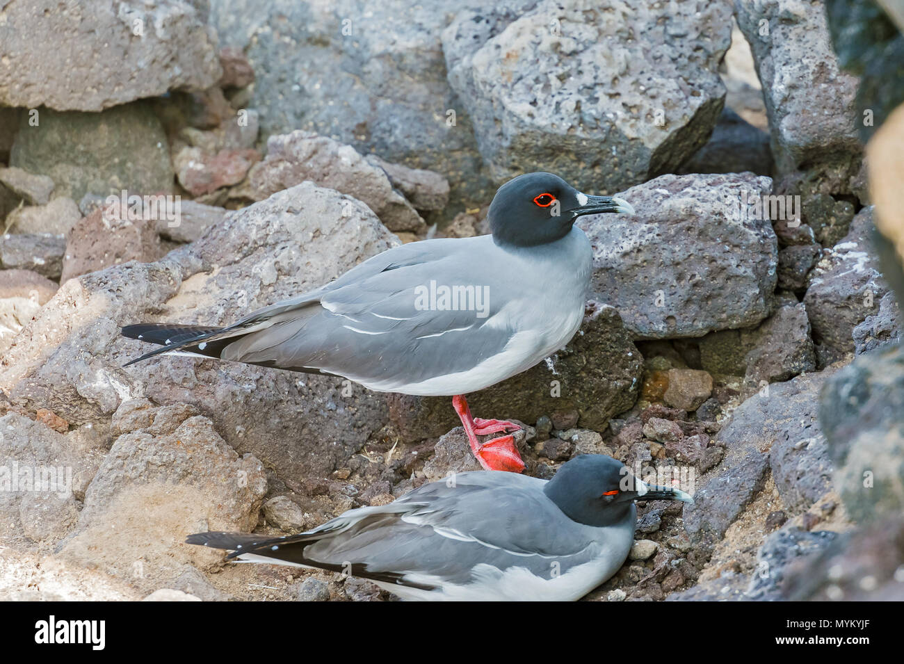 Schlucken tailed Gull auf Isla Plaza Sur, Galapagos, Ecuador Stockfoto