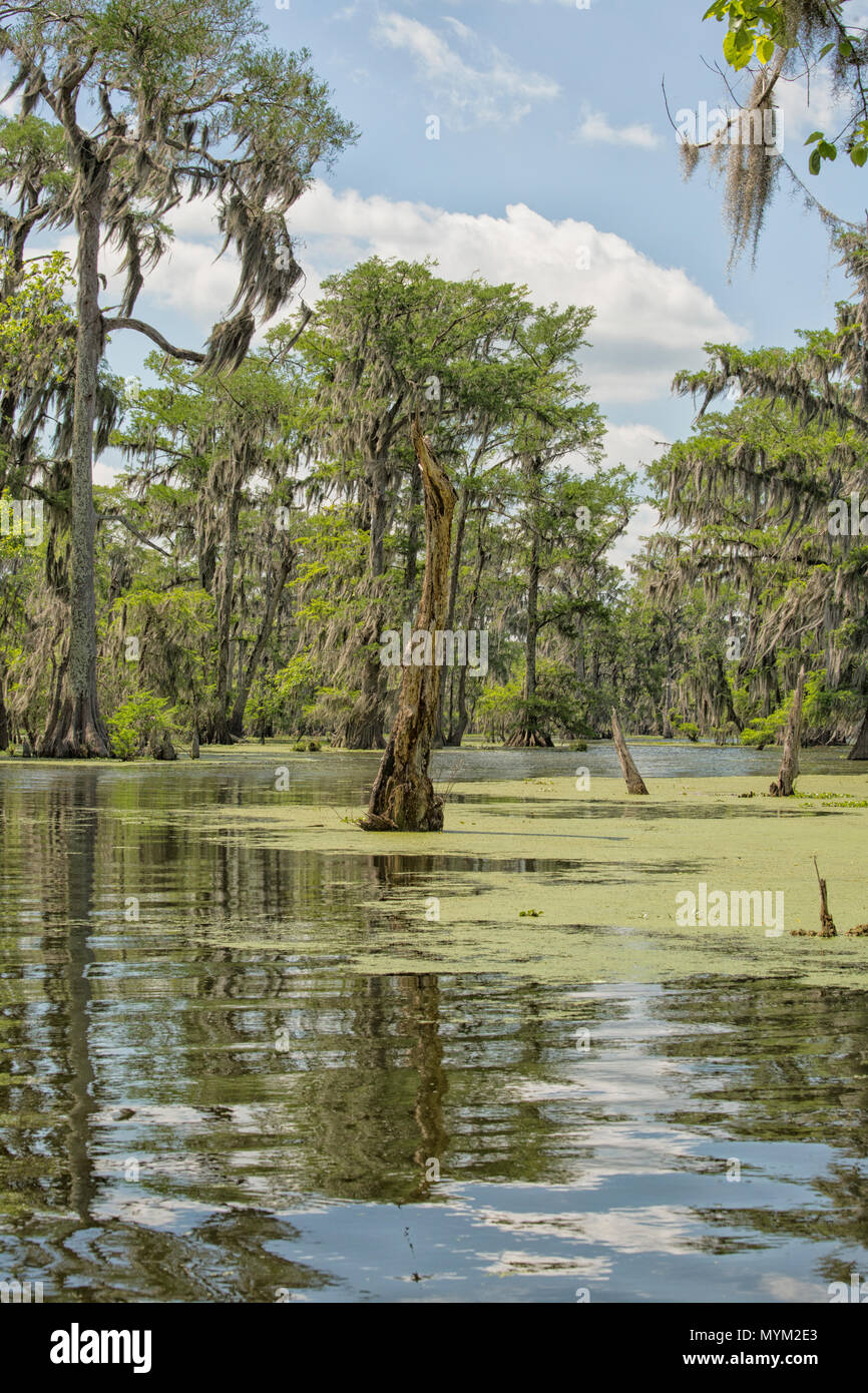 Sumpf Landschaft; Breaux Bridge, Louisiana, USA Stockfoto