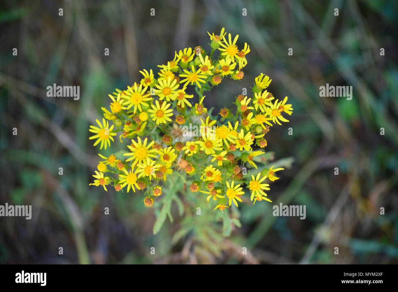 Gelbe Daisy In den Wiesen des Rebedul in Lugo. Blumen Landschaften Natur. August 18, 2016. Rebedul Becerrea Lugo Galizien Spanien. Stockfoto