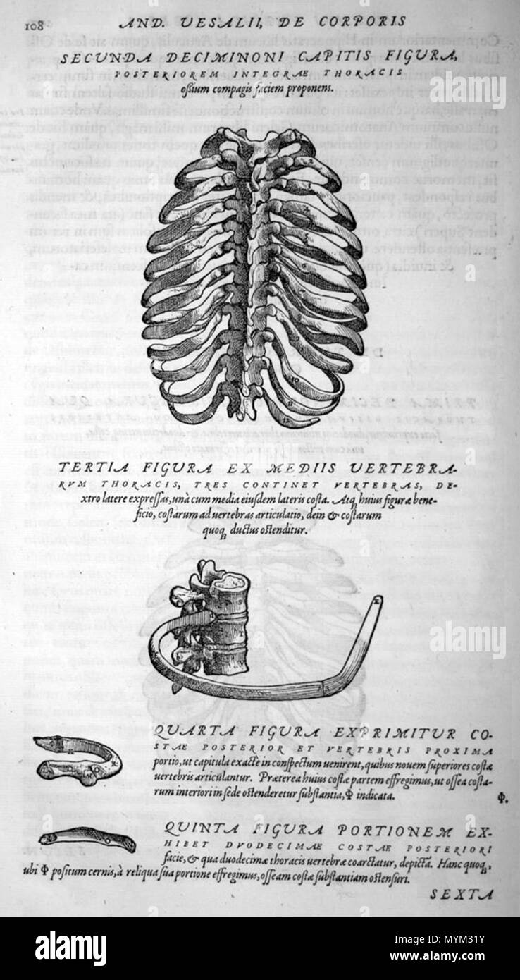 . Andreas Vesalius (1514-1564): Andreae Vesalii Bruxellensis, invictissimi Caroli V. Imperatoris Medici, De Humani Corporis Fabrica libri septem, 1555. Januar 2008. McLeod 548 Vesalius Brust Knochen Stockfoto