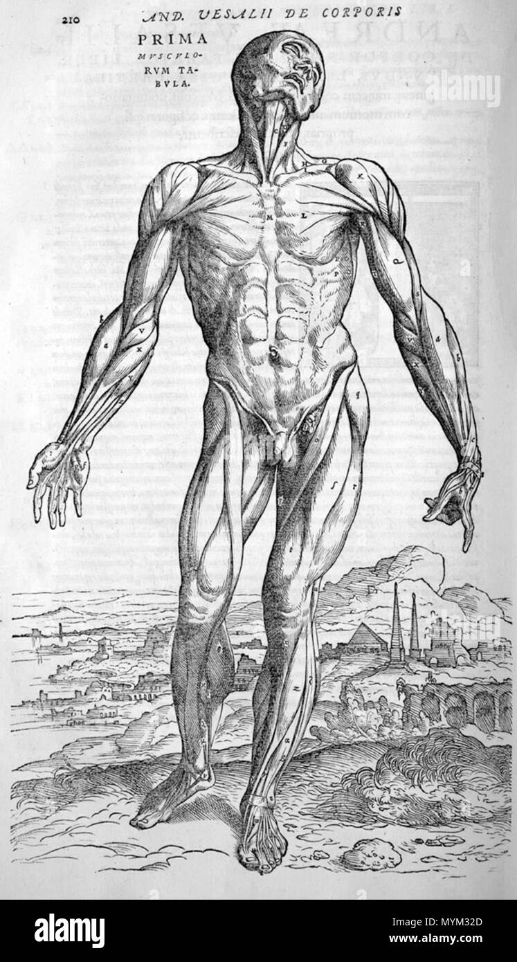 . Andreas Vesalius (1514-1564): Andreae Vesalii Bruxellensis, invictissimi Caroli V. Imperatoris Medici, De Humani Corporis Fabrica libri septem, 1555. Januar 2008. McLeod 548 Vesalius Muskeln vorne Stockfoto
