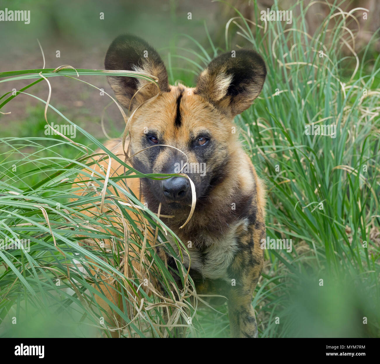 Afrikanischer Wildhund Lycaon pictus Stockfoto