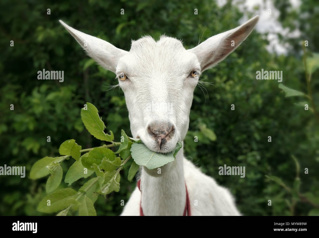 Susse Ziege Frisst Gras Auf Der Grunen Wiese Stockfotografie Alamy