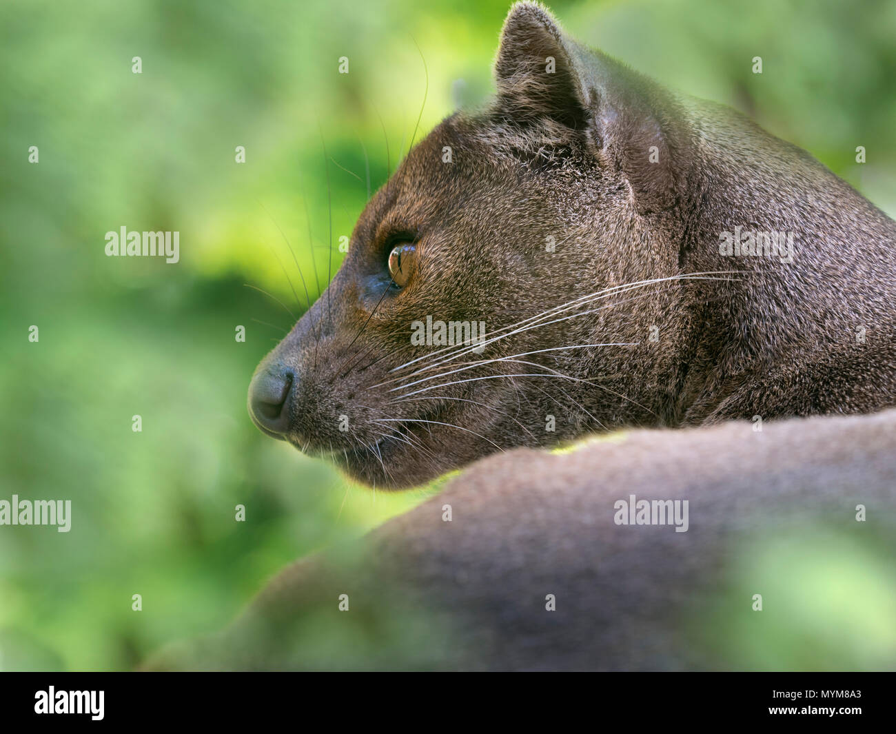Fossa Cryptoprocta ferox Captive Foto Stockfoto