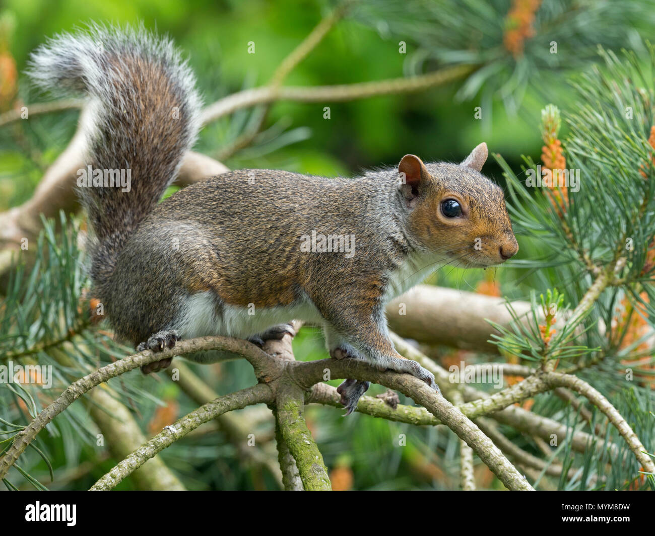 Graue Eichhörnchen Sciurus carolinensis im Sommer auf Scots Pine Tree Stockfoto