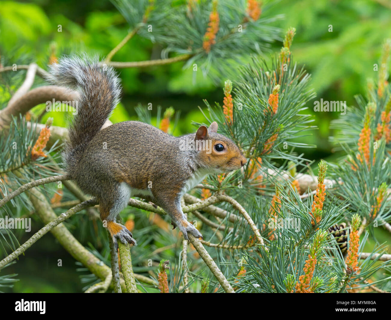Graue Eichhörnchen Sciurus carolinensis im Sommer auf Scots Pine Tree Stockfoto