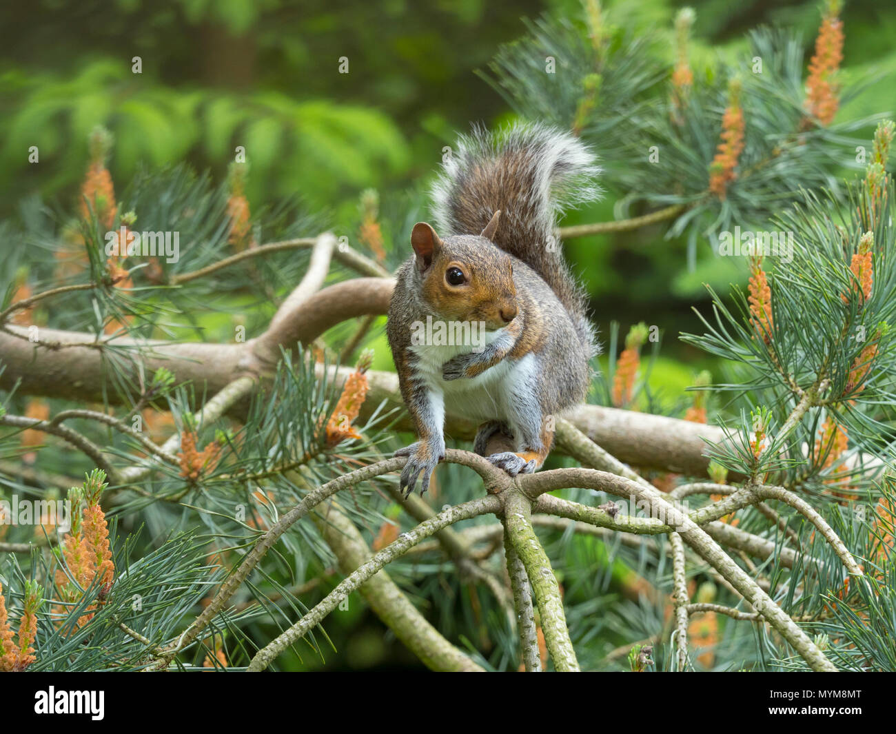 Graue Eichhörnchen Sciurus carolinensis im Sommer auf Scots Pine Tree Stockfoto