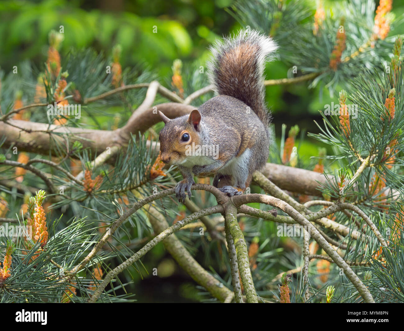 Graue Eichhörnchen Sciurus carolinensis im Sommer auf Scots Pine Tree Stockfoto