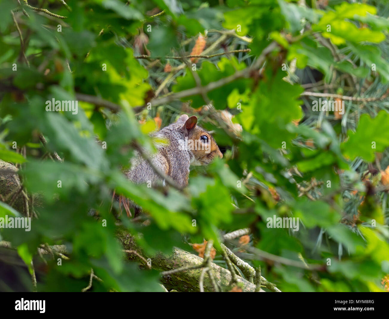 Graue Eichhörnchen Sciurus carolinensis im Sommer auf Scots Pine Tree Stockfoto