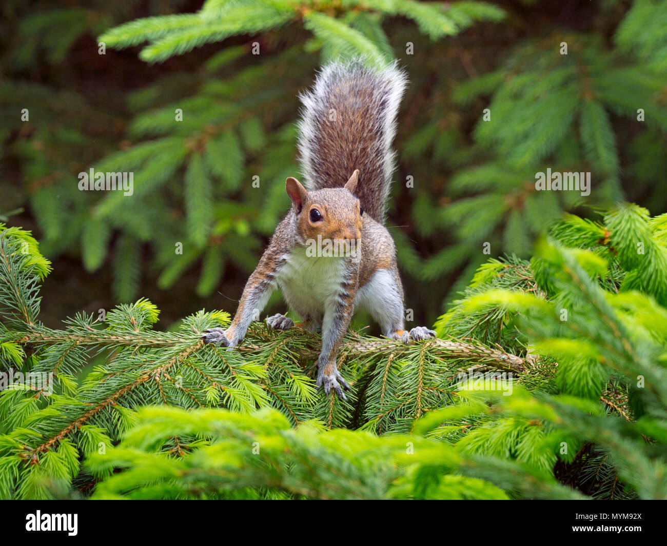 Graue Eichhörnchen Sciurus carolinensis im Sommer auf Scots Pine Tree Stockfoto