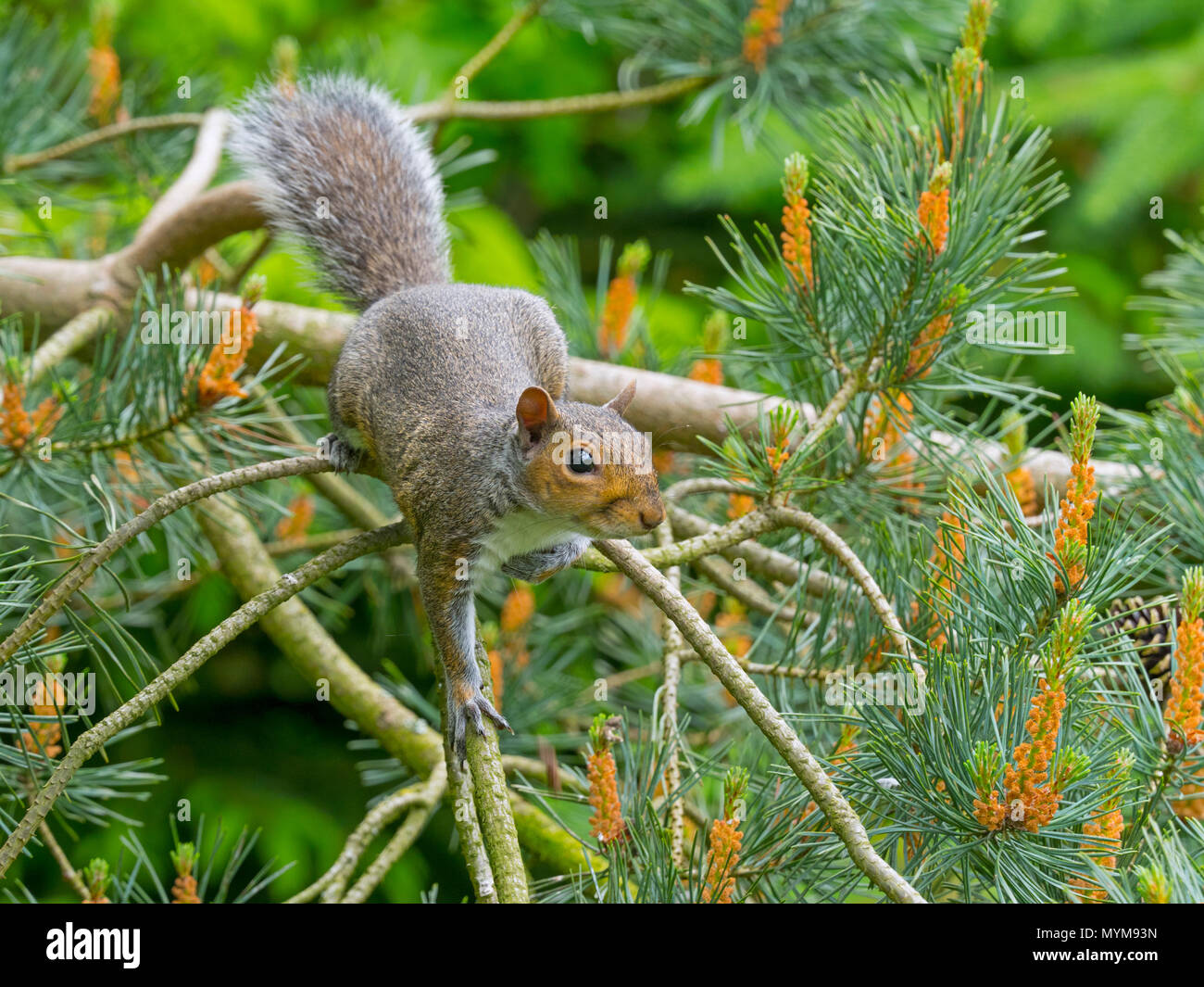 Graue Eichhörnchen Sciurus carolinensis im Sommer auf Scots Pine Tree Stockfoto