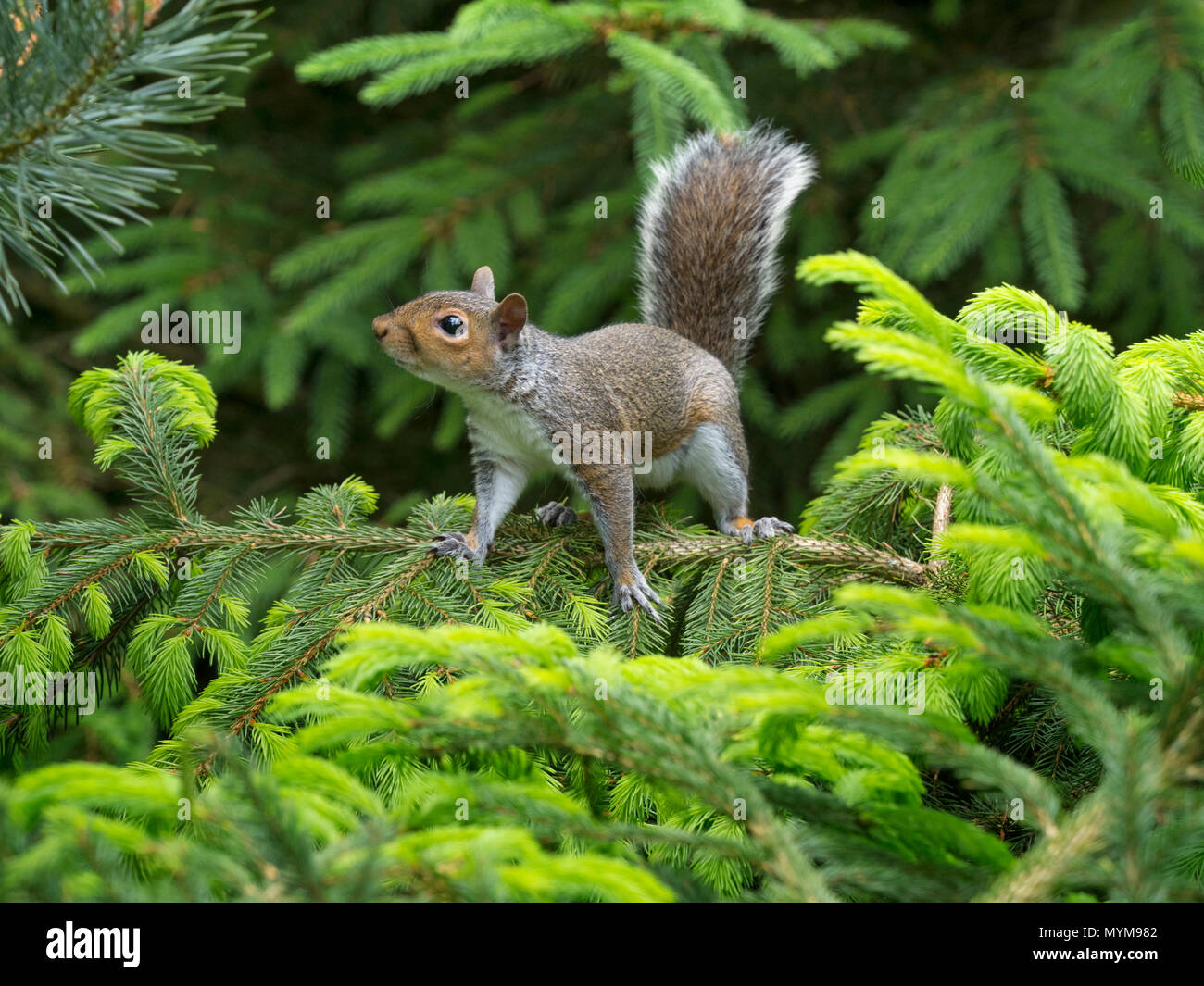 Graue Eichhörnchen Sciurus carolinensis im Sommer auf Scots Pine Tree Stockfoto