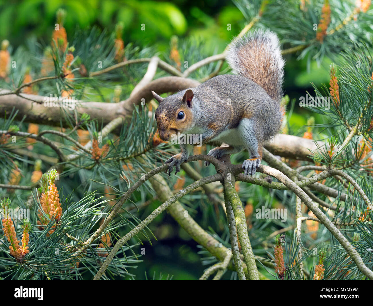Graue Eichhörnchen Sciurus carolinensis im Sommer auf Scots Pine Tree Stockfoto