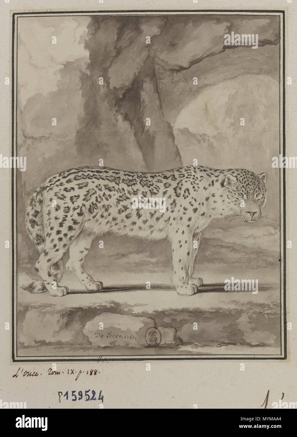 . Français: L' einmal, Dessin gießen Histoire Naturelle générale et particulière par M. de Buffon ein Paris, de l'Imprimerie royale 1761 Éd. In-4 T. IX, PL. XIII, S. 188. 1761. Jacques de Sève 398 Einmal De Seve Stockfoto