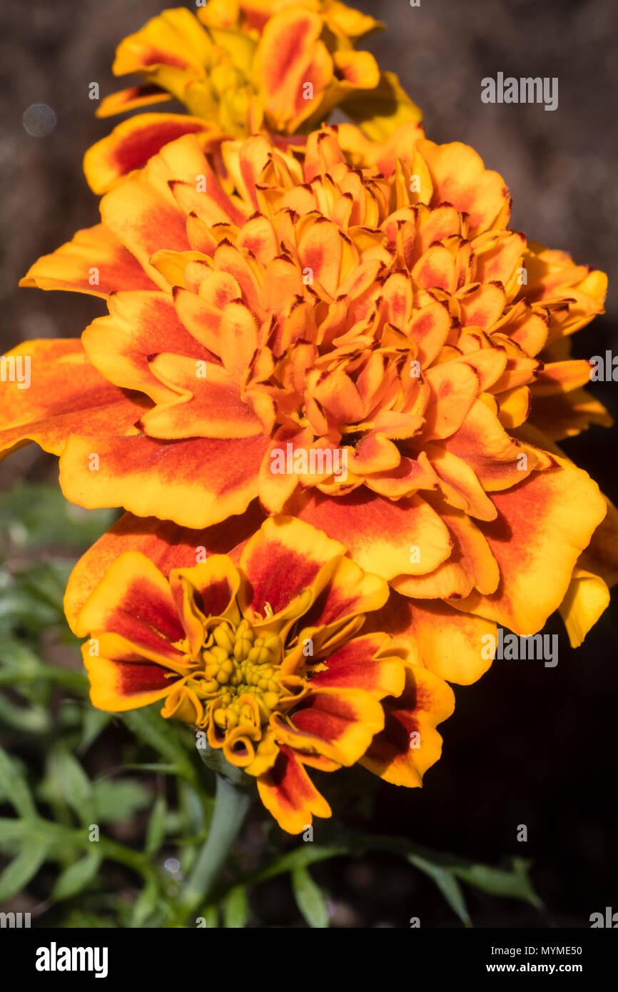 Helle rote Orange doppelte Blüten des Sommers Betten afrikanischen Ringelblume, Tagetes 'Durango Flame' Stockfoto