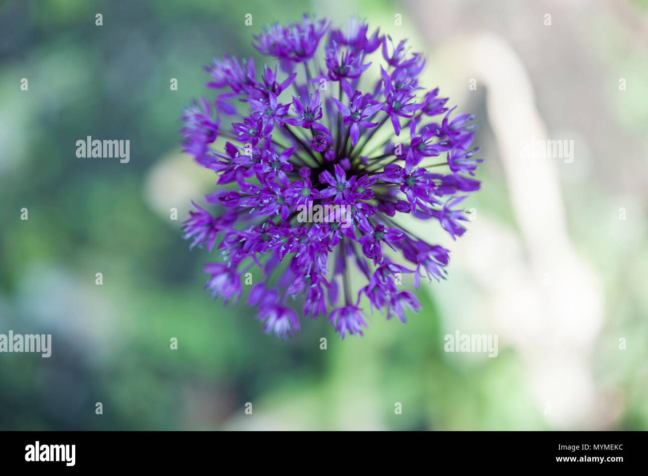 Allium Blumen Stockfoto