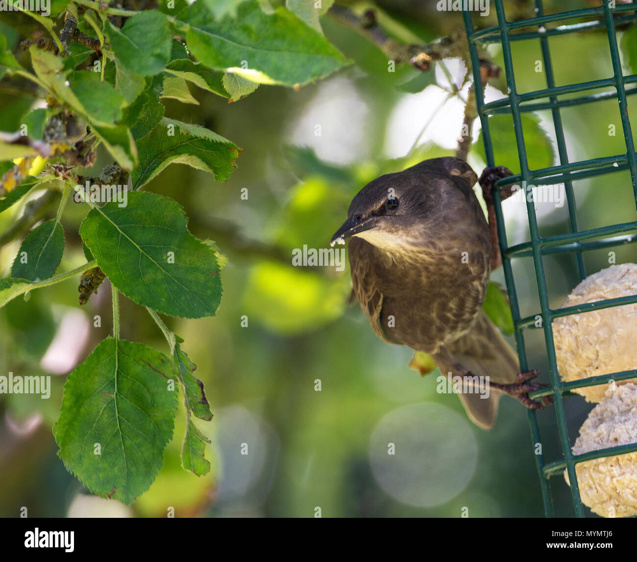 Ein Jugendlicher Starling Hocken auf einem Bird Feeder hängen in einem Baum in einem Garten in Alsager Cheshire England Vereinigtes Königreich Großbritannien Stockfoto