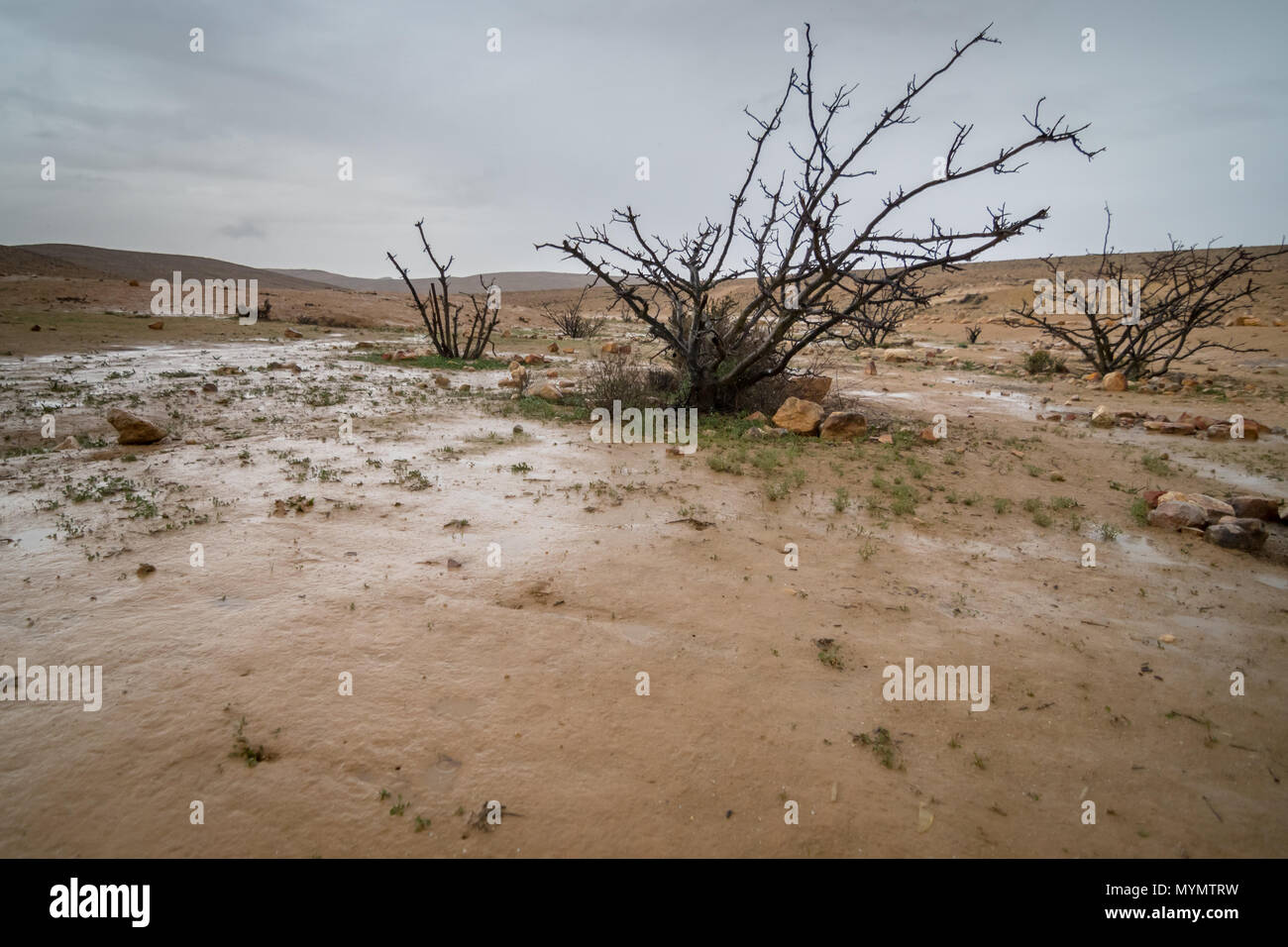 Winter Landschaft der Wüste im Süden Israels Stockfoto