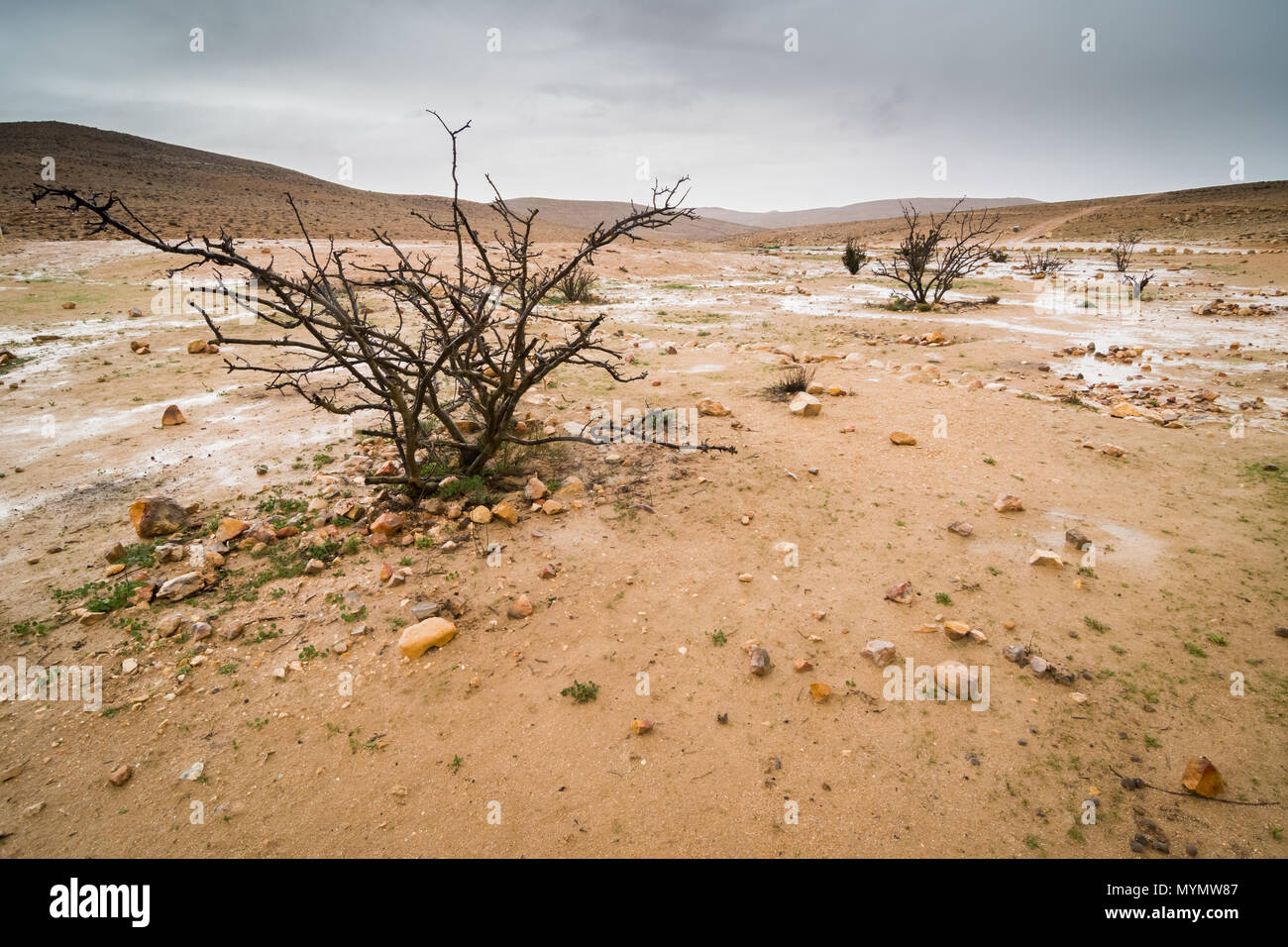 Winter Landschaft der Wüste im Süden Israels Stockfoto
