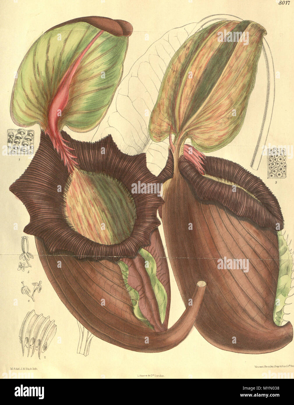 384 Nepenthes rajah - Curtis's Botanical Magazine (1905) Stockfoto