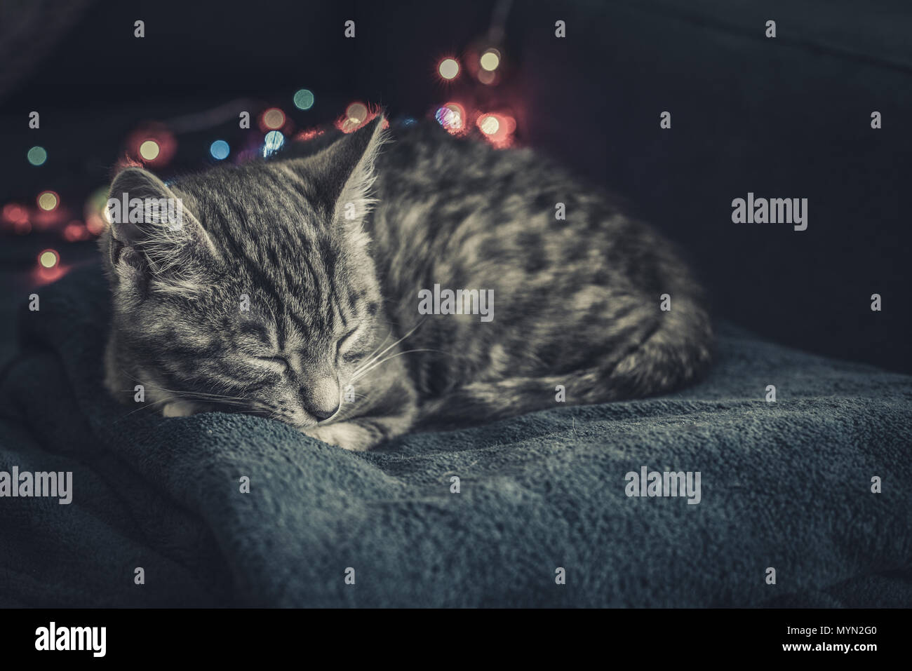 Süße kleine graue Kätzchen schlafen auf blaues Sofa mit Weihnachtsbeleuchtung auf thr Hintergrund Stockfoto