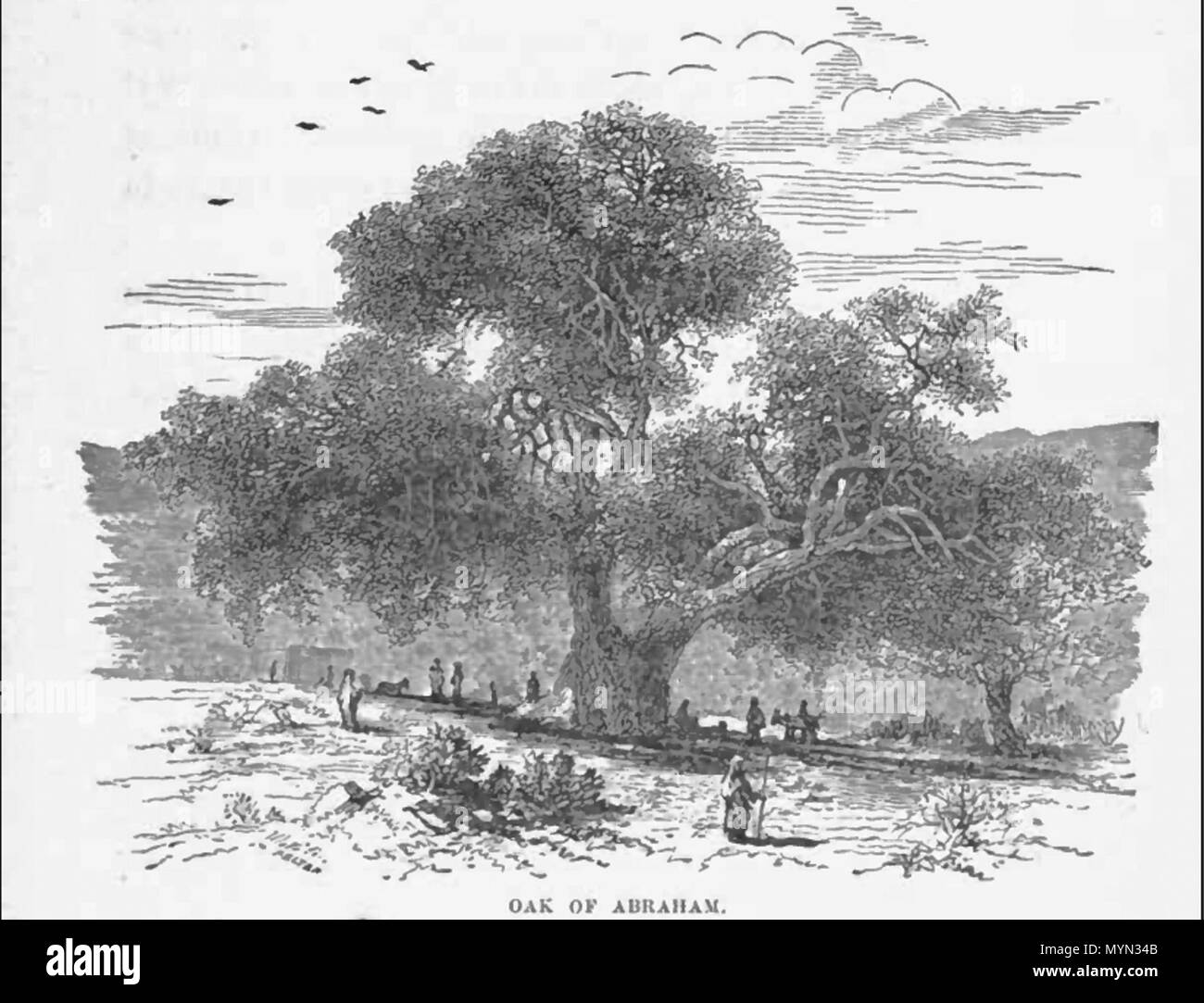 . Englisch: Eiche von abeaham; Eiche von Sibta, 1887. 1887. Frank S De Hass, 394 Eiche abeaham 1887 Stockfoto