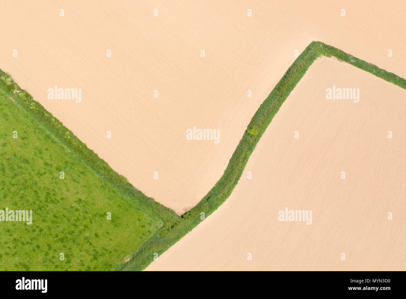 Luftaufnahme von Hecke Zeile in das Feld ein. Stockfoto