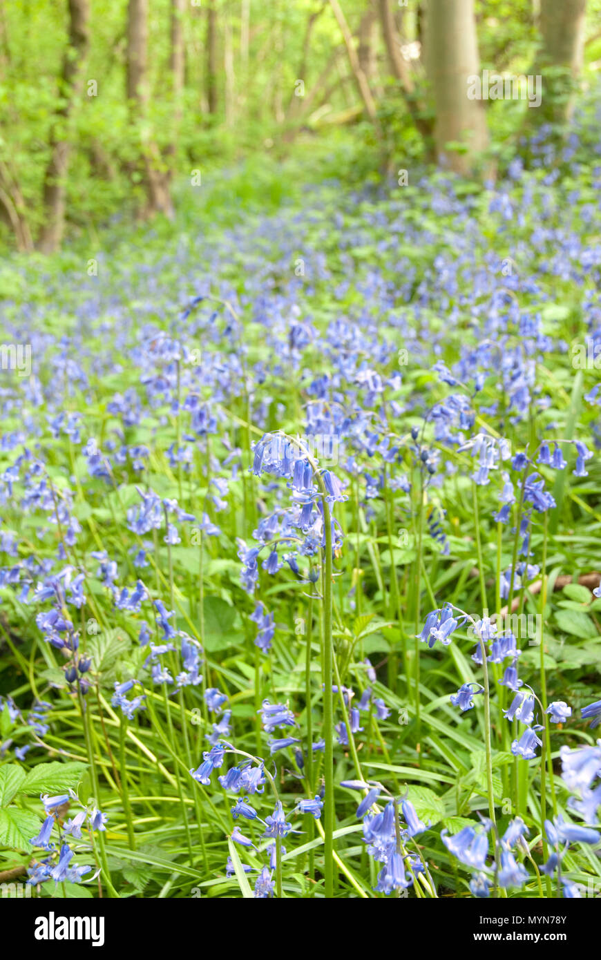 Zarte Bluebell Blumen Teppich den Waldboden in der Feder woodland Glade, Auto Bach, Schlucht, Sheffield, Großbritannien Stockfoto