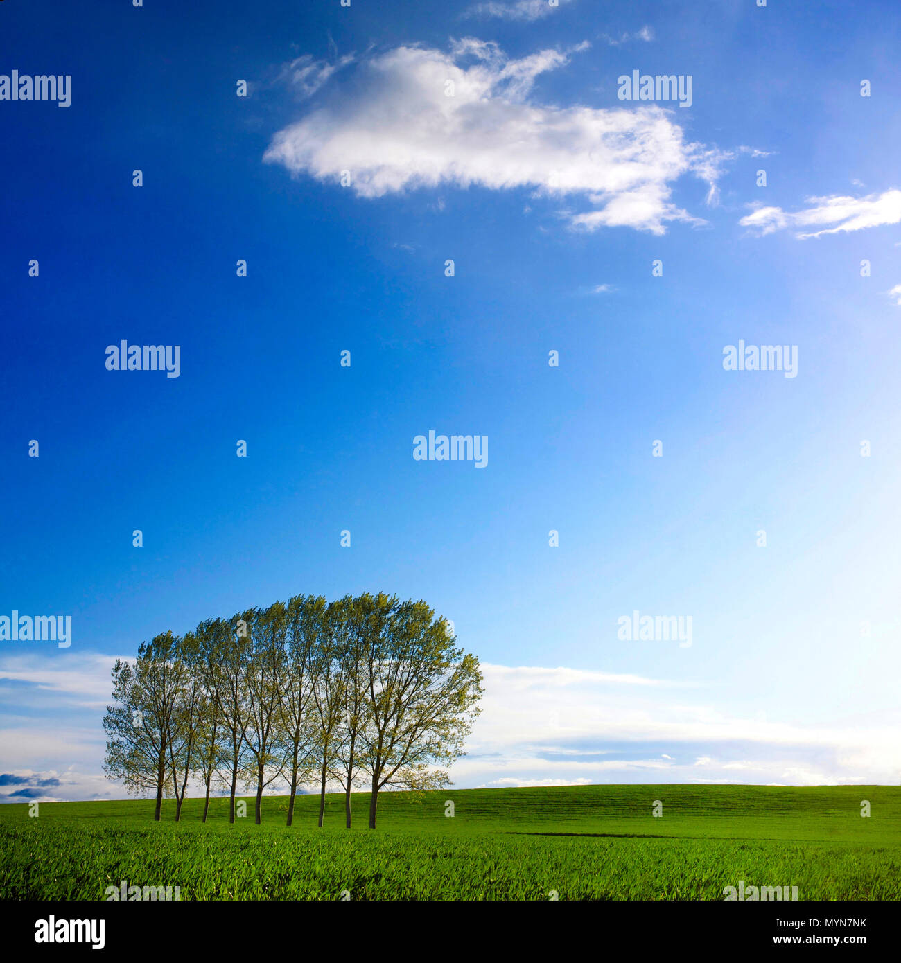 Bäume in einer Reihe, Puy de Dome, Auvergne-Rh ône-Alpes, Frankreich Stockfoto